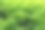 种植园里的莴苣图片下载