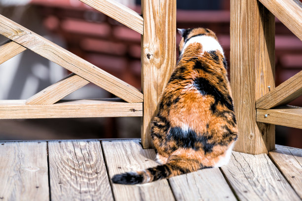 后面的印花布猫坐在木制甲板上看外面的露台，天井，室外花园房子在地板上，阳光灿烂的一天图片下载