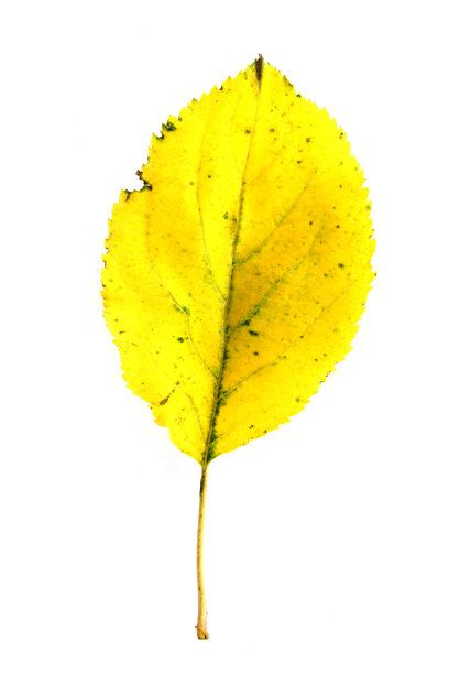 秋叶孤白图片下载