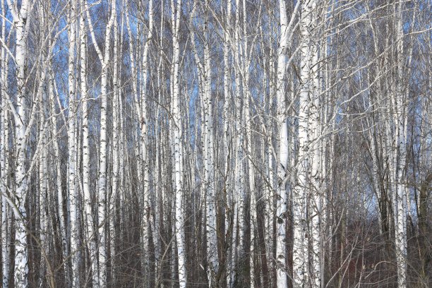 桦木中的桦树树干图片下载