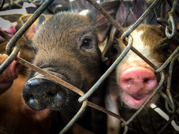 小猪被关在笼子里。素材图片