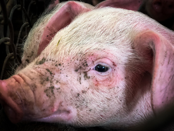 小猪被关在笼子里。素材图片