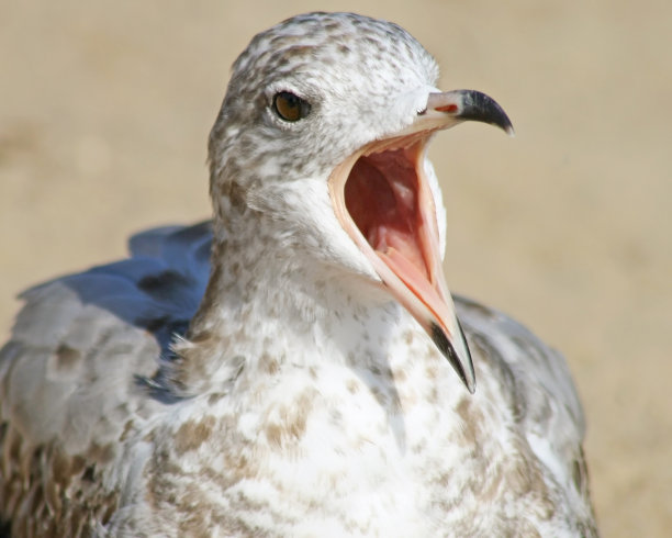 海鸥大声叫着，嘴张得大大的图片下载