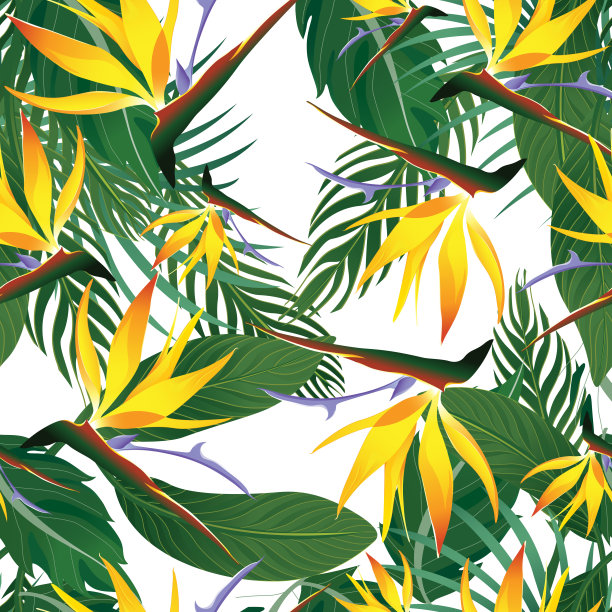 热带模式孤立在白色背景-矢量图图片下载
