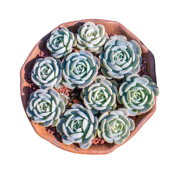 微型多汁植物图片下载