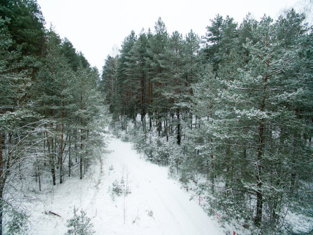 冬天的森林和道路。从以上观点。这张照片是用无人机拍摄的。松树和云杉的森林里有一条路在雪地里图片下载