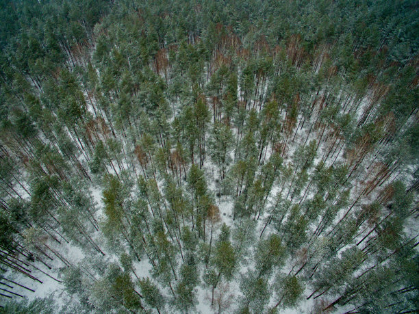 冬季森林。从以上观点。这张照片是用无人机拍摄的。松树和冷杉林在雪地里图片下载