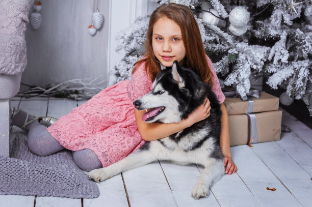 可爱的小女孩和一只哈士奇狗在圣诞室内。图片下载