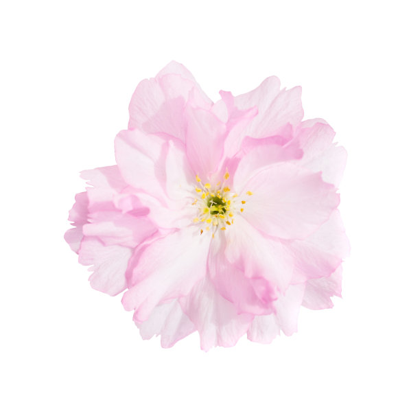 粉红色的樱花图片下载