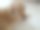 金毛猎犬看着镜头图片下载