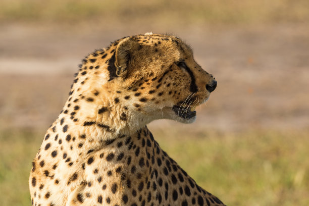 猎豹坐着，看向别处素材图片