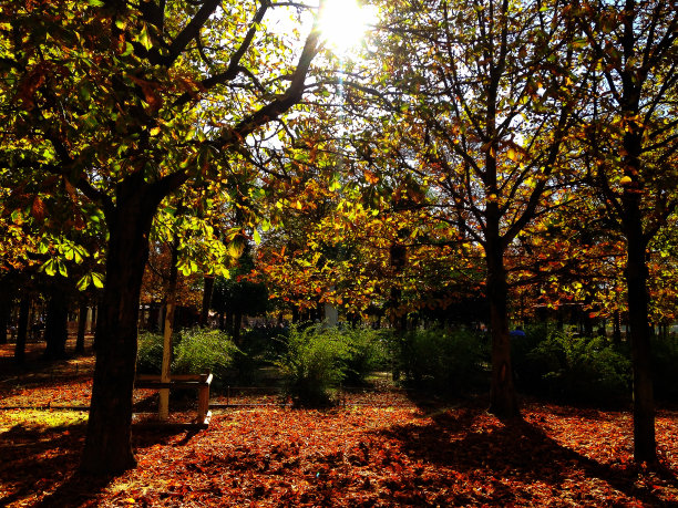 Jardin和automne图片下载