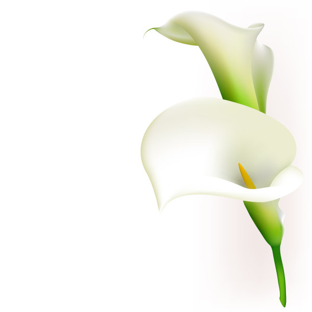 卡拉斯。花。花的背景。白色花束。边境。图片下载