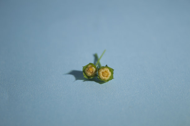 野花和文字空间图片下载