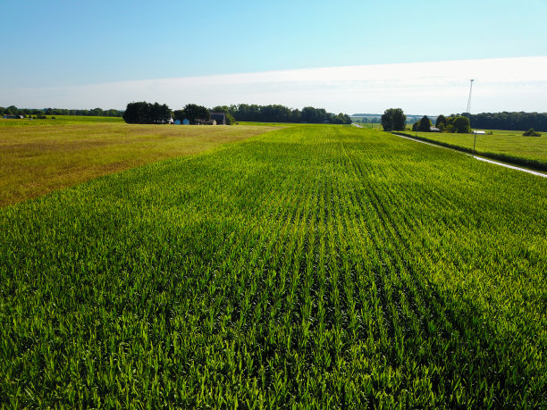 俄亥俄州绿色玉米田的鸟瞰图图片下载
