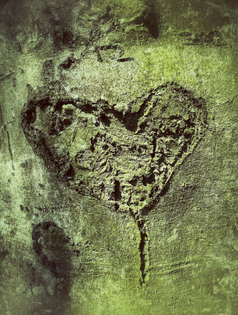 树干上有心形图片下载