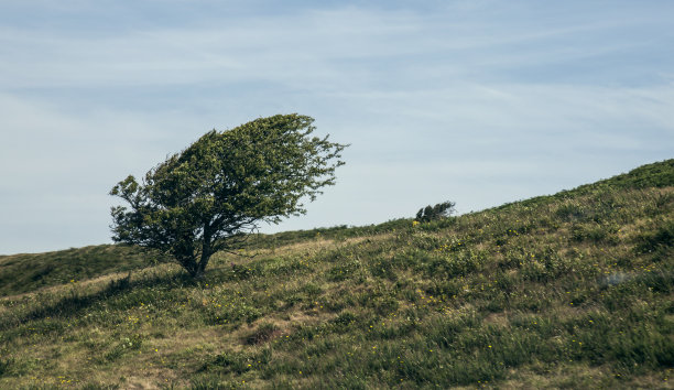 一个树图片下载