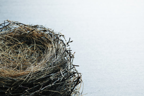 空的鸟巢素材图片