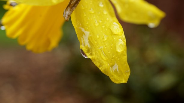 沾满雨滴的水仙花瓣素材图片