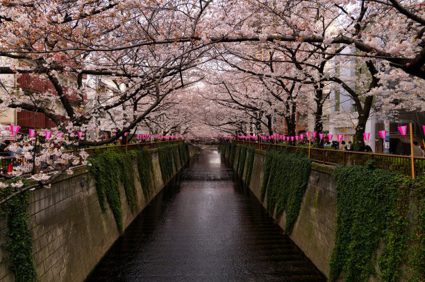 东京目黑河上的樱花图片下载
