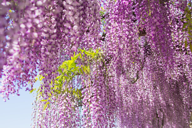 日本紫藤花素材图片