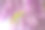 日本紫藤花素材图片