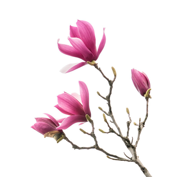 玉兰花图片下载