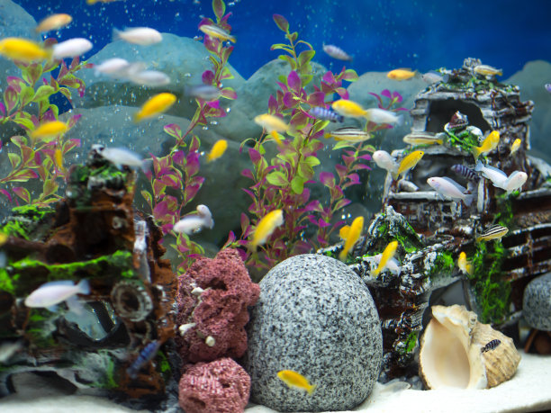 有各种鱼类的水族馆图片下载