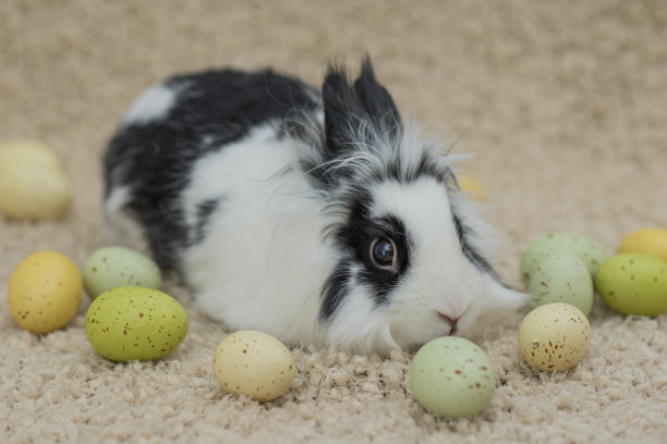 复活节放松图片下载
