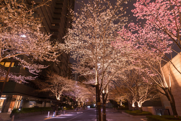 东京的樱花在晚上开放图片下载
