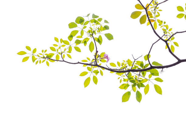 春天盛开的一束玫瑰。粉红色的花孤立在白色的背景上。图片下载