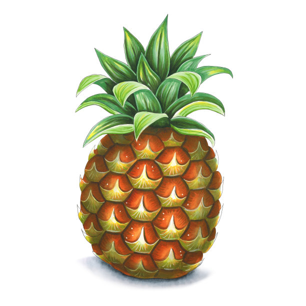 白色背景上的菠萝，酒精马克笔手绘图片下载