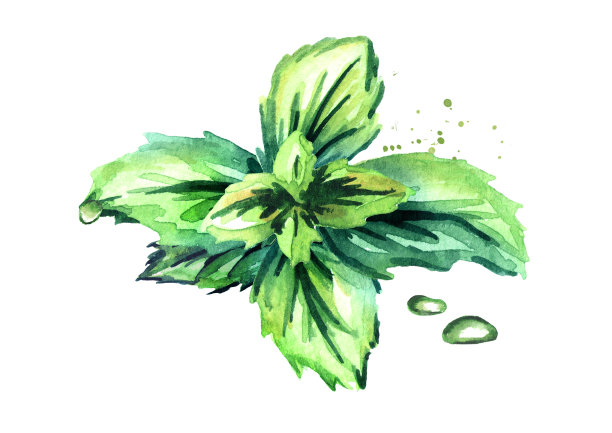 新鲜薄荷植物分离。水彩手绘插图图片下载