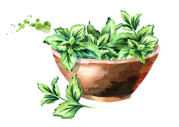 木碗里放着新鲜的绿色薄荷。水彩手绘插图图片下载