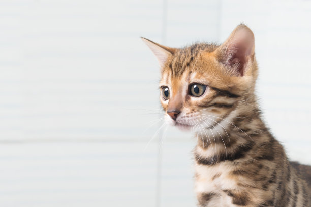 在浴室的墙壁背景下，有条纹的姜黄色小猫看起来远远的图片下载