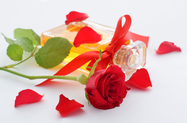 红玫瑰和芬芳图片下载