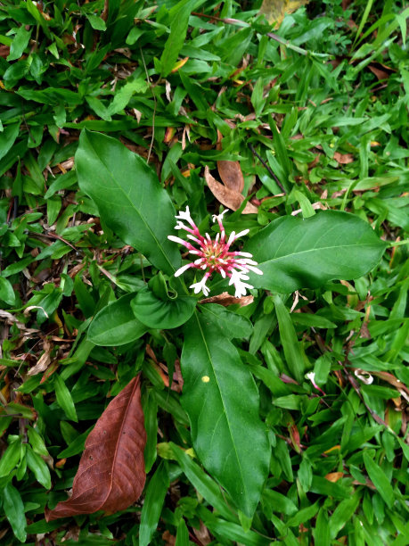 绿色草地上的野花图片下载