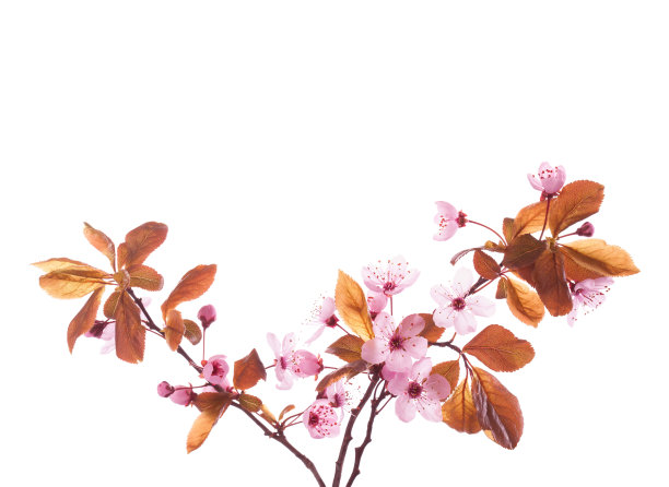 梅花枝孤立在白色的背景上。图片下载