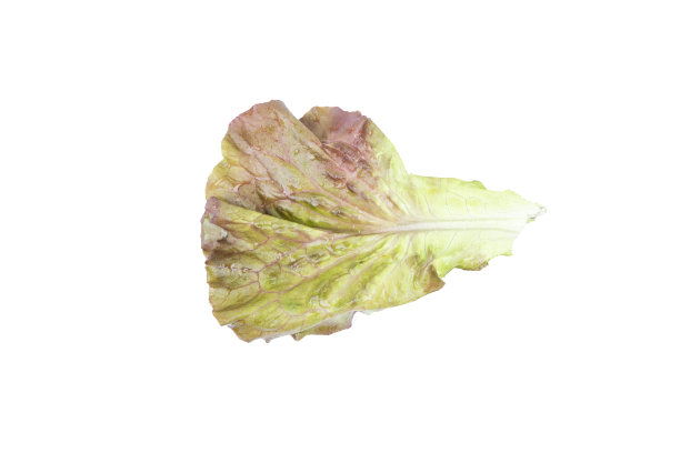 莴笋叶孤立孤立在白色背景上，以修剪路径图片下载