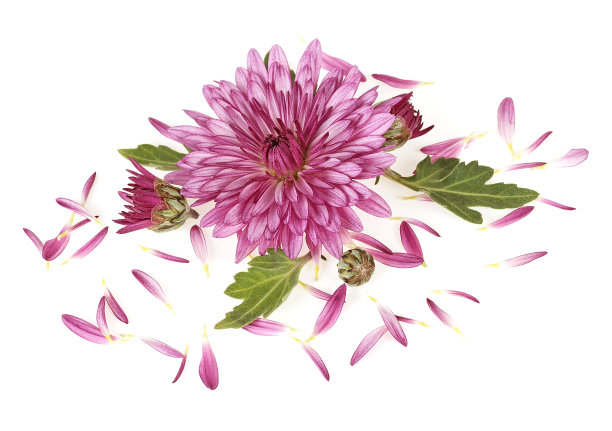 白色背景上的粉红色菊花素材图片