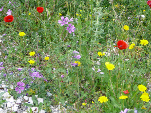野花种类图片下载