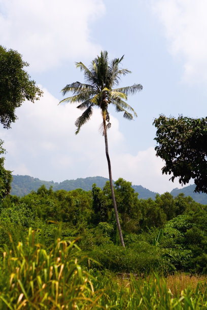 孤独高大的椰子树。图片下载