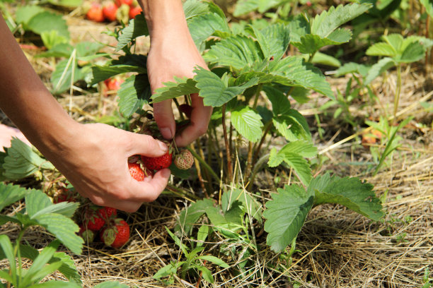 成熟草莓作物图片下载