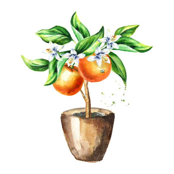 橘子树，有果实，花和叶。水彩手绘插图，孤立的白色背景素材图片