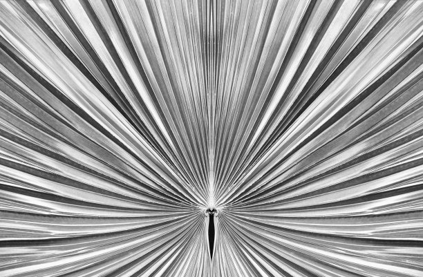 热带棕榈叶图片下载