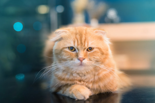 橙色苏格兰折猫在选择性焦点。图片下载