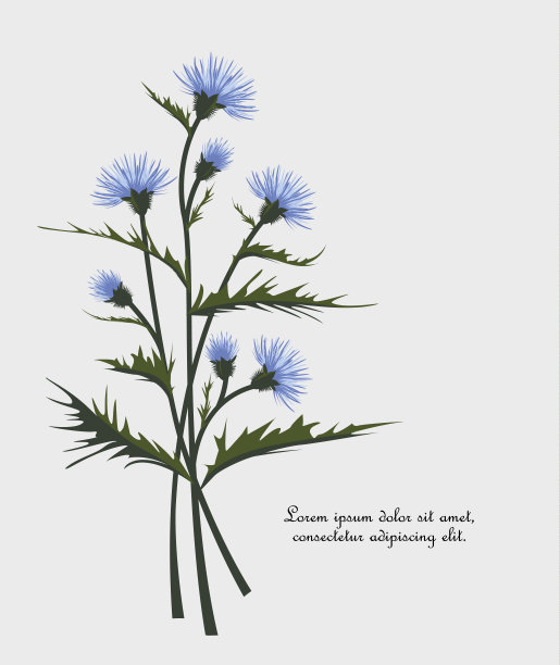 蓟用树叶图片下载