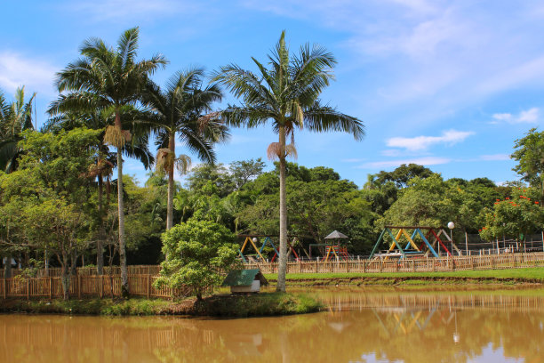 湖上有棕榈树图片下载