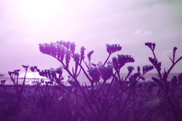 紫外光背景效果制成的花。图片下载