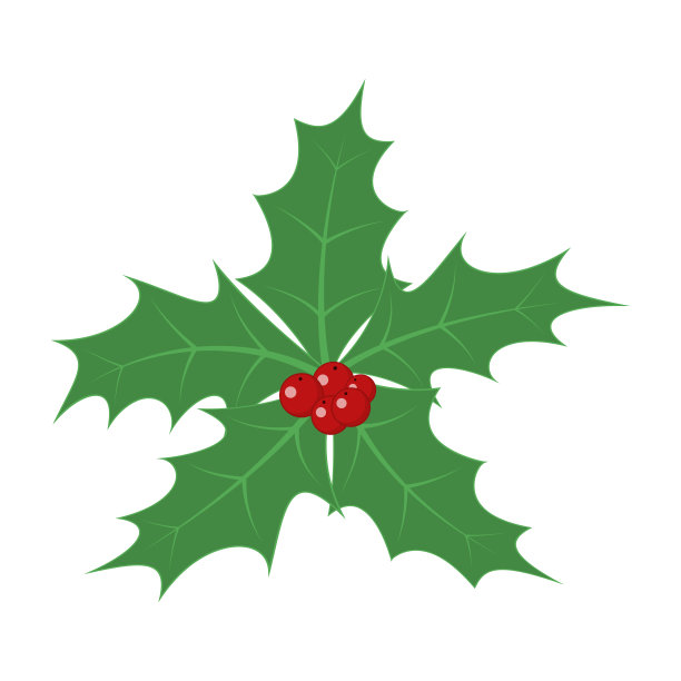 圣诞冬青莓叶。矢量插图。图片下载